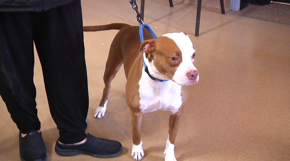Pet Of The Week, Peter
