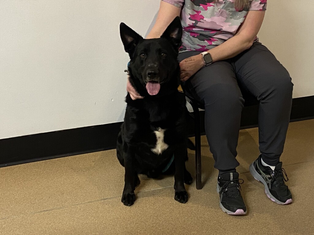 Pet Of The Week, Bear Lee