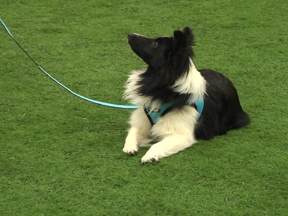 Dog