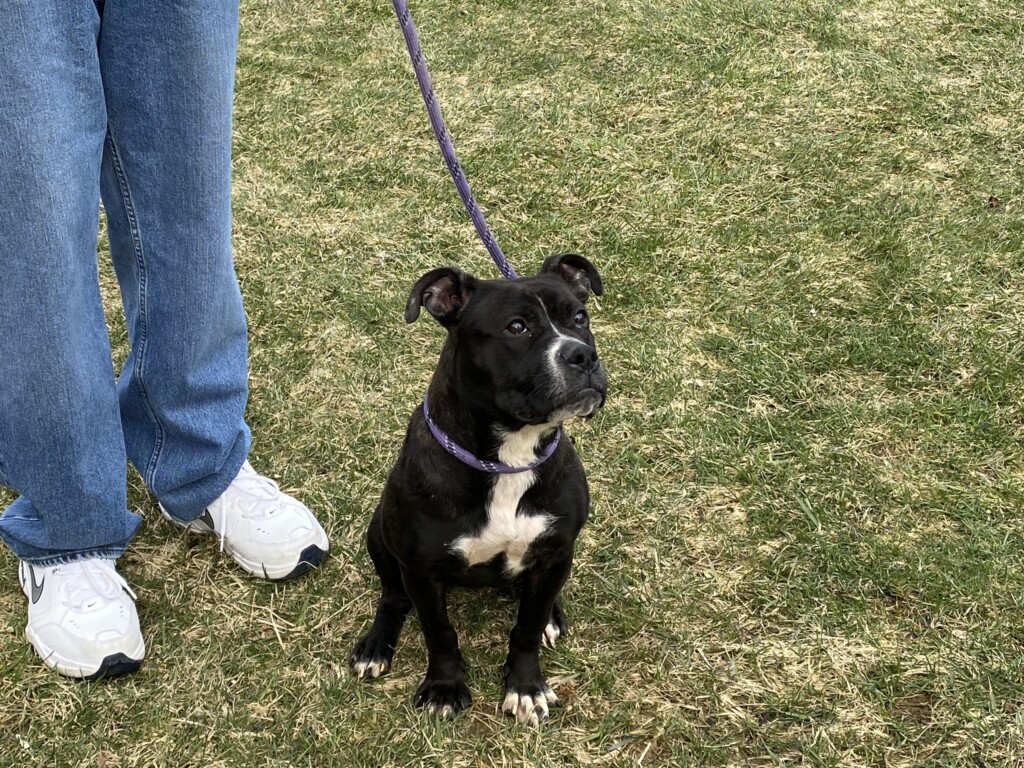 Dog Of The Week, Nellie