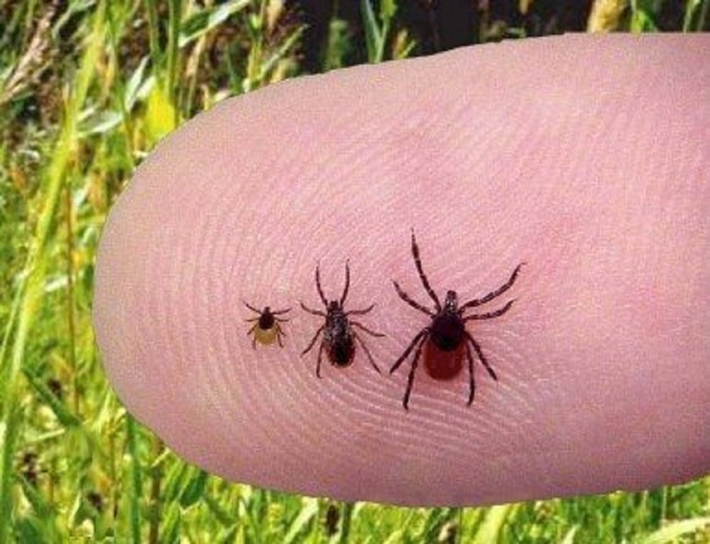 Ticks