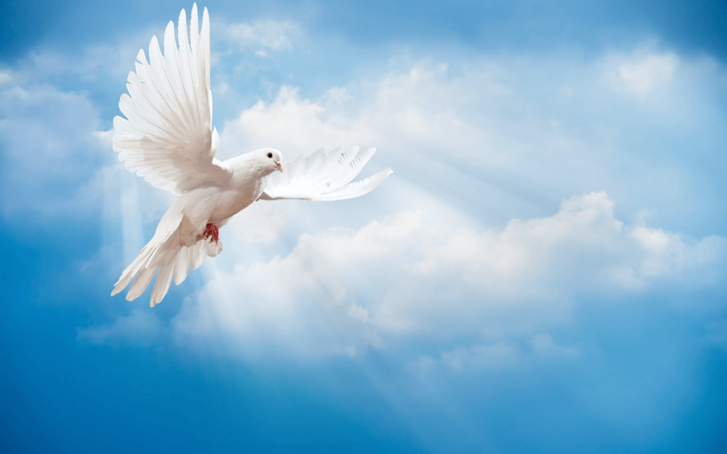 Dove