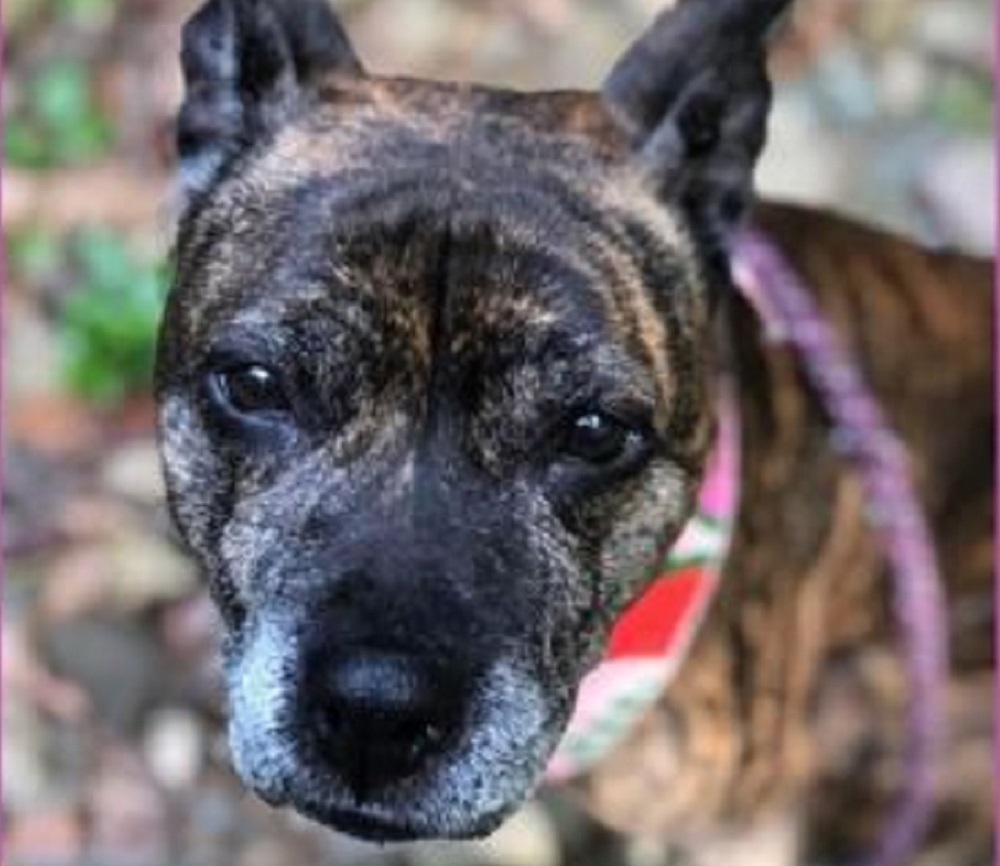 Susie Pic