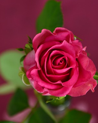 Felicia Scearce Photo