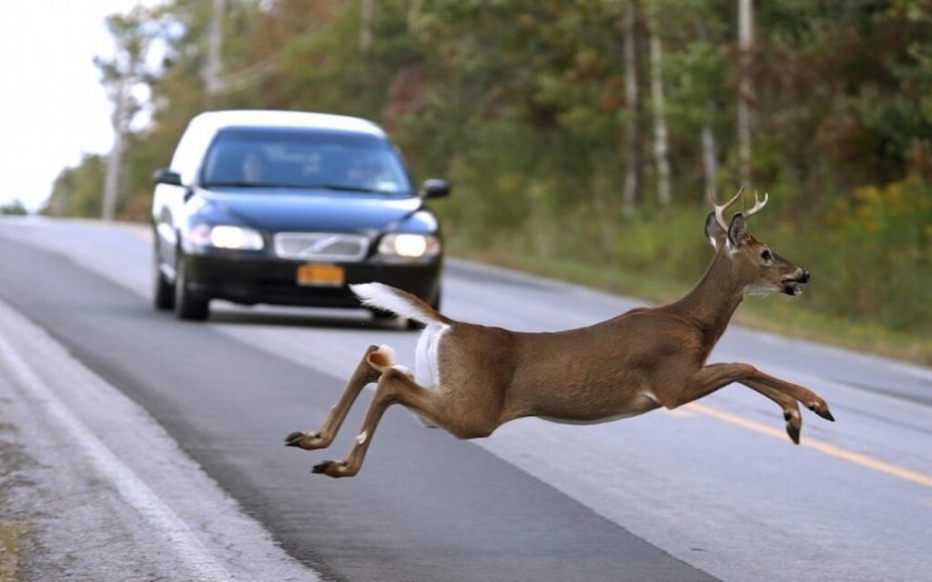 Deervehicle Big 1080x675