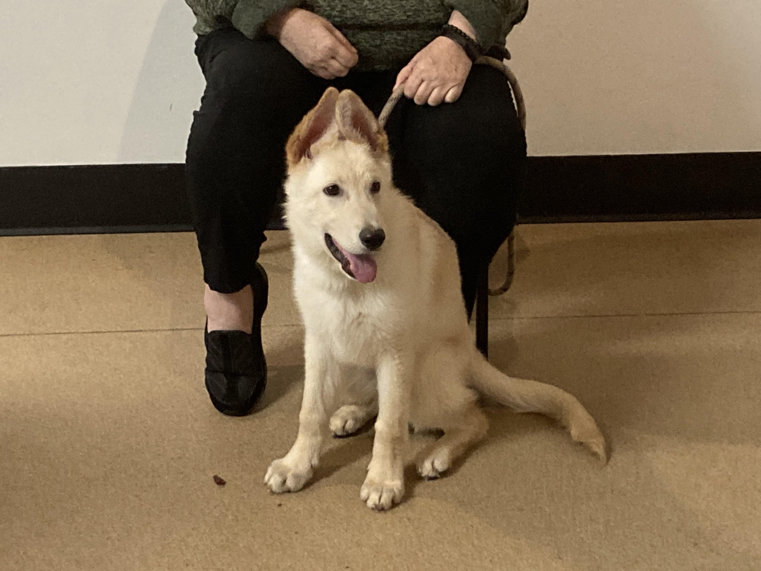 Pet of the Week: Meet Lucky - WHIZ - Fox 5 / Marquee Broadcasting