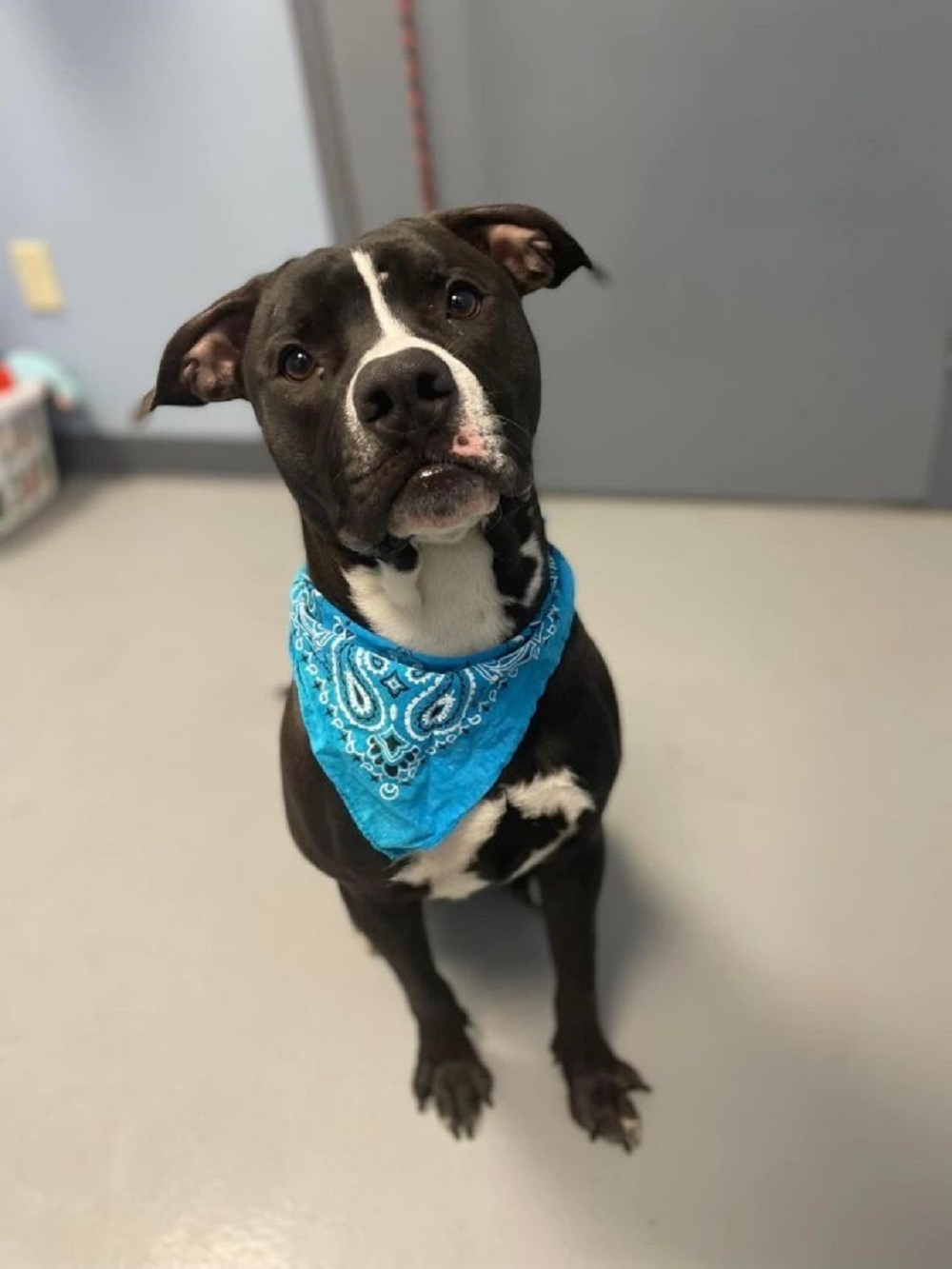 Meet the Dog of the Week Knox WHIZ Fox 5 Marquee Broadcasting