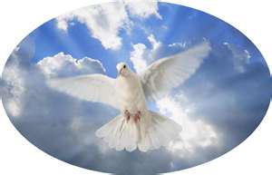 Dove11