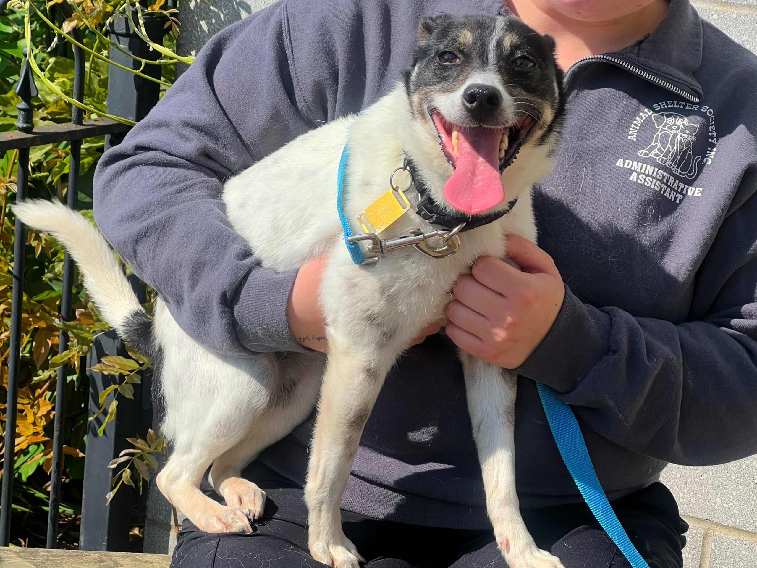 This Weeks Pet of the Week is Missy - WHIZ - Fox 5 / Marquee Broadcasting - Vimarsana News