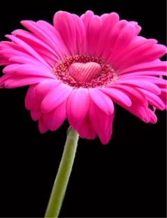 Flower Heart Pink