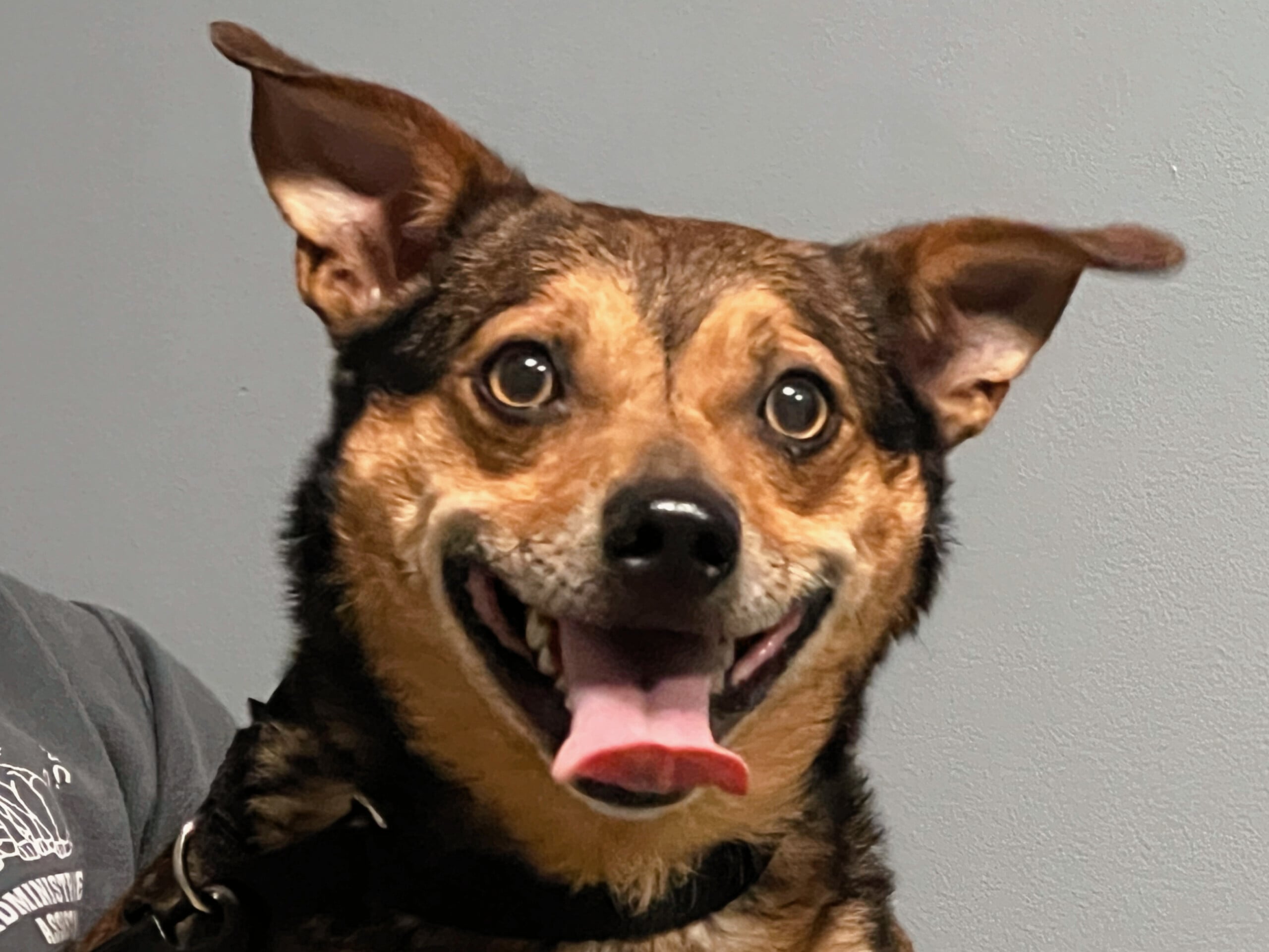 Meet Richard: This Weeks Pet of The Week - WHIZ - Fox 5 / Marquee ...