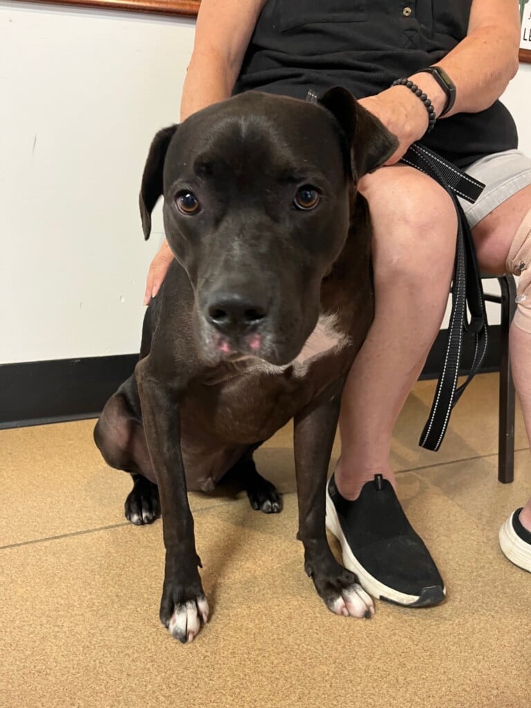 Ruger Large