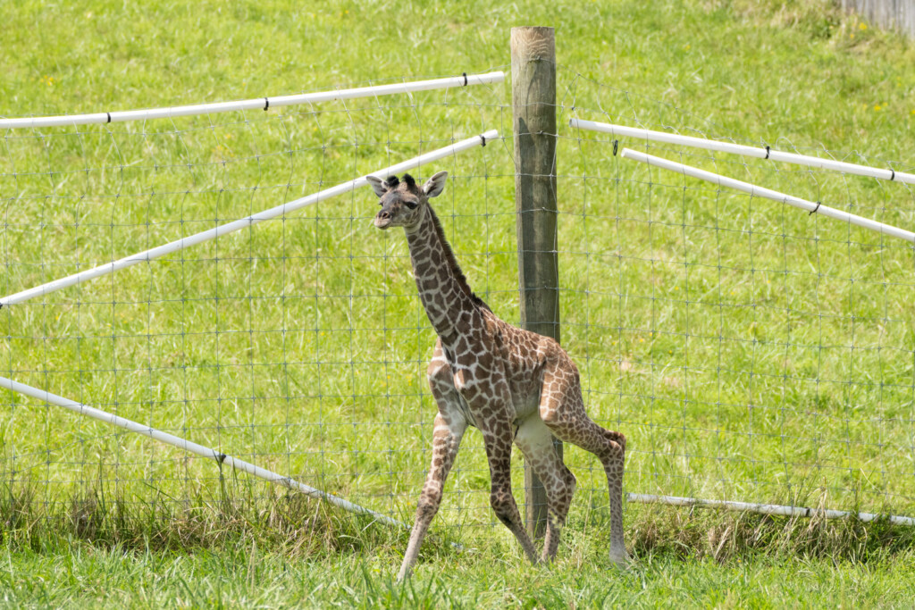 Masai Giraffe Calf