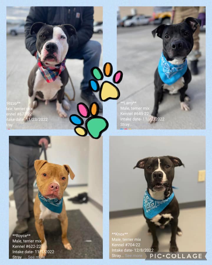 The Dream Team Dog Of The Week