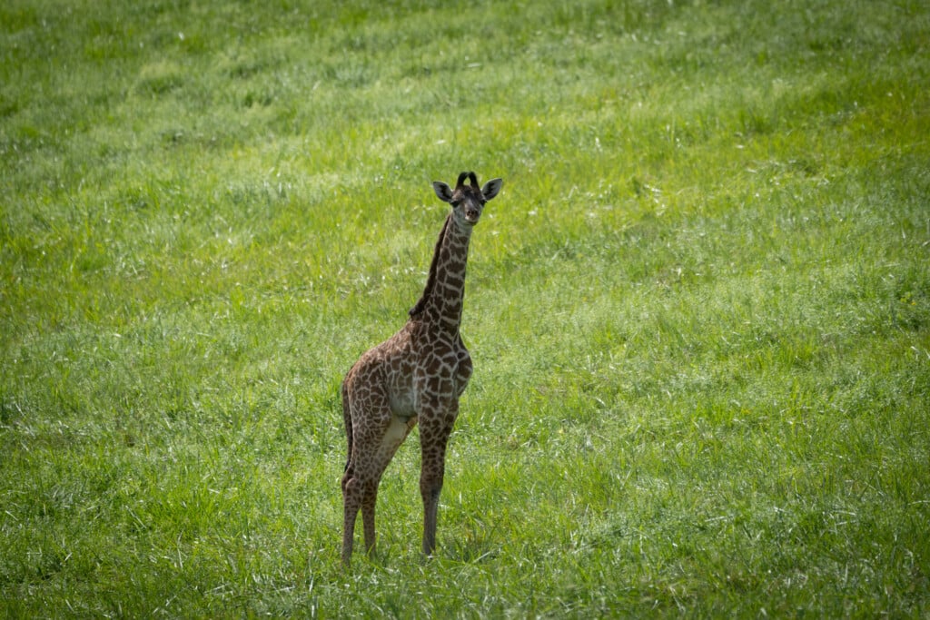Masai Giraffe Calf (boy)