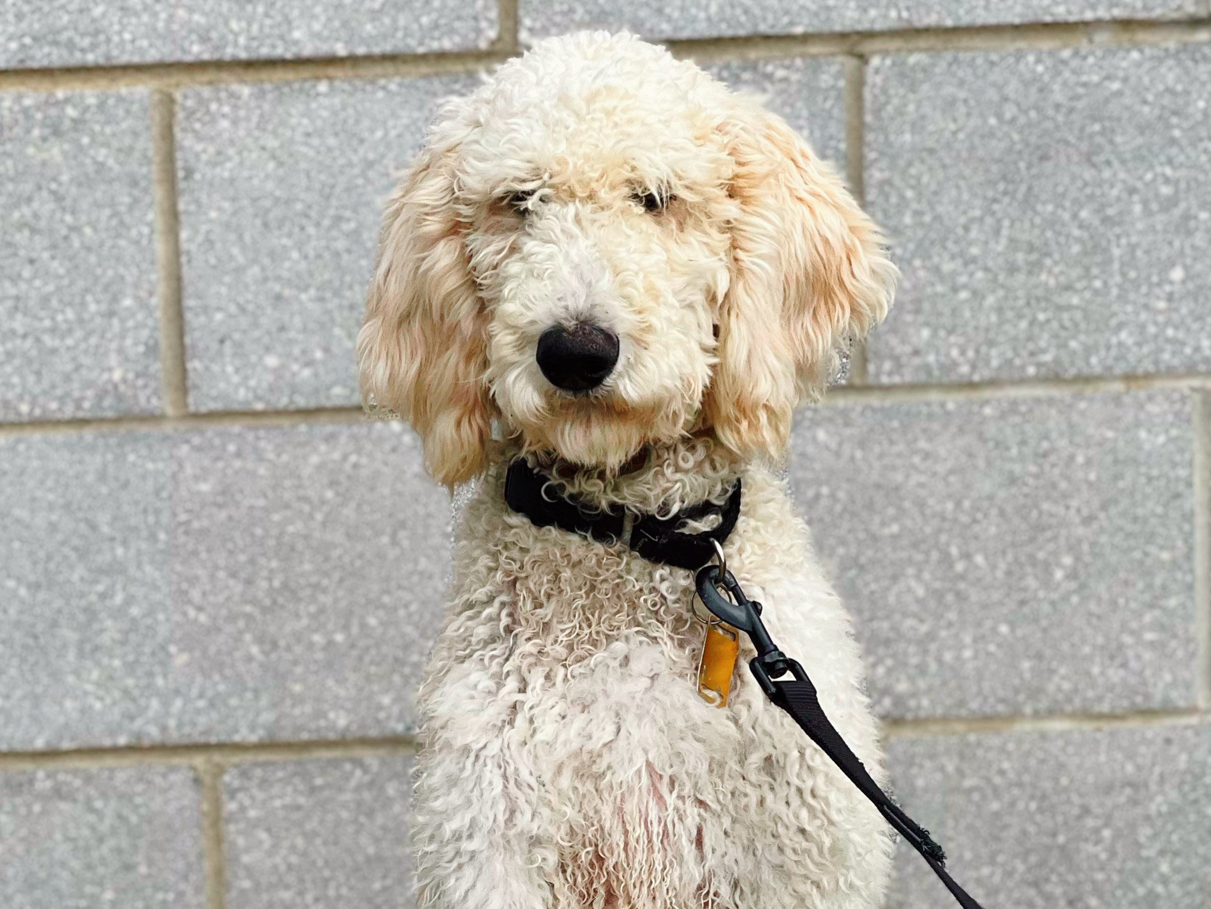 Pretty Poodle Takes Spotlight for This Weeks Pet of The Week