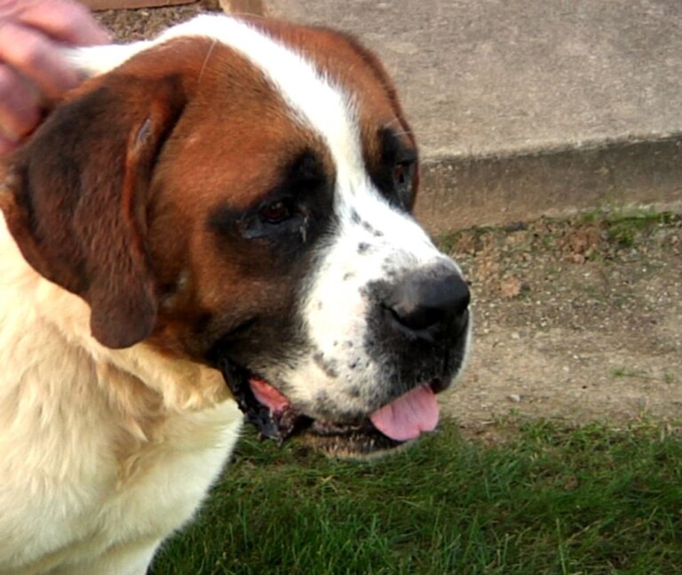Dog Of The Week Meet Mateo WHIZ Fox 5 Marquee Broadcasting dog-of-the-week-meet-mateo-whiz-fox-5-marquee-broadcasting