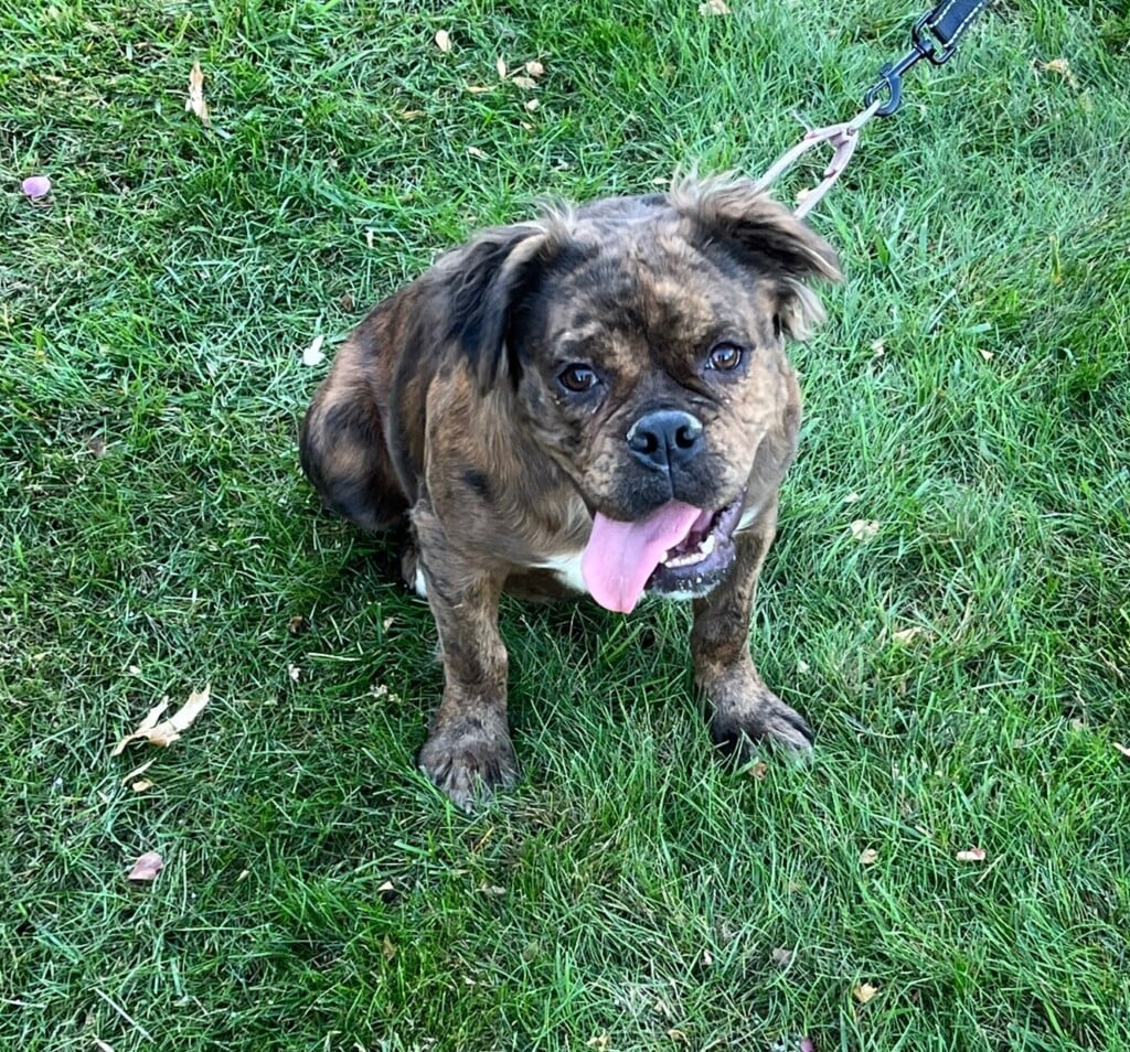 Bonnie Dog Of The Week