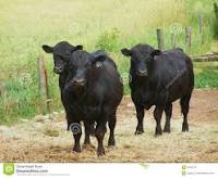 Angus Cattle