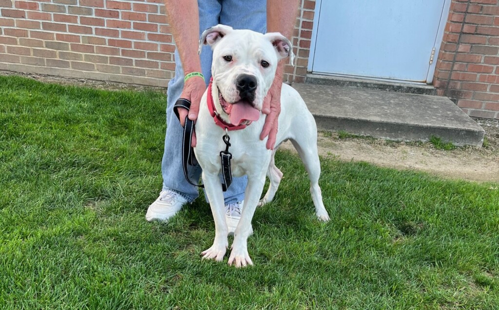 Blanco Dog Of The Week