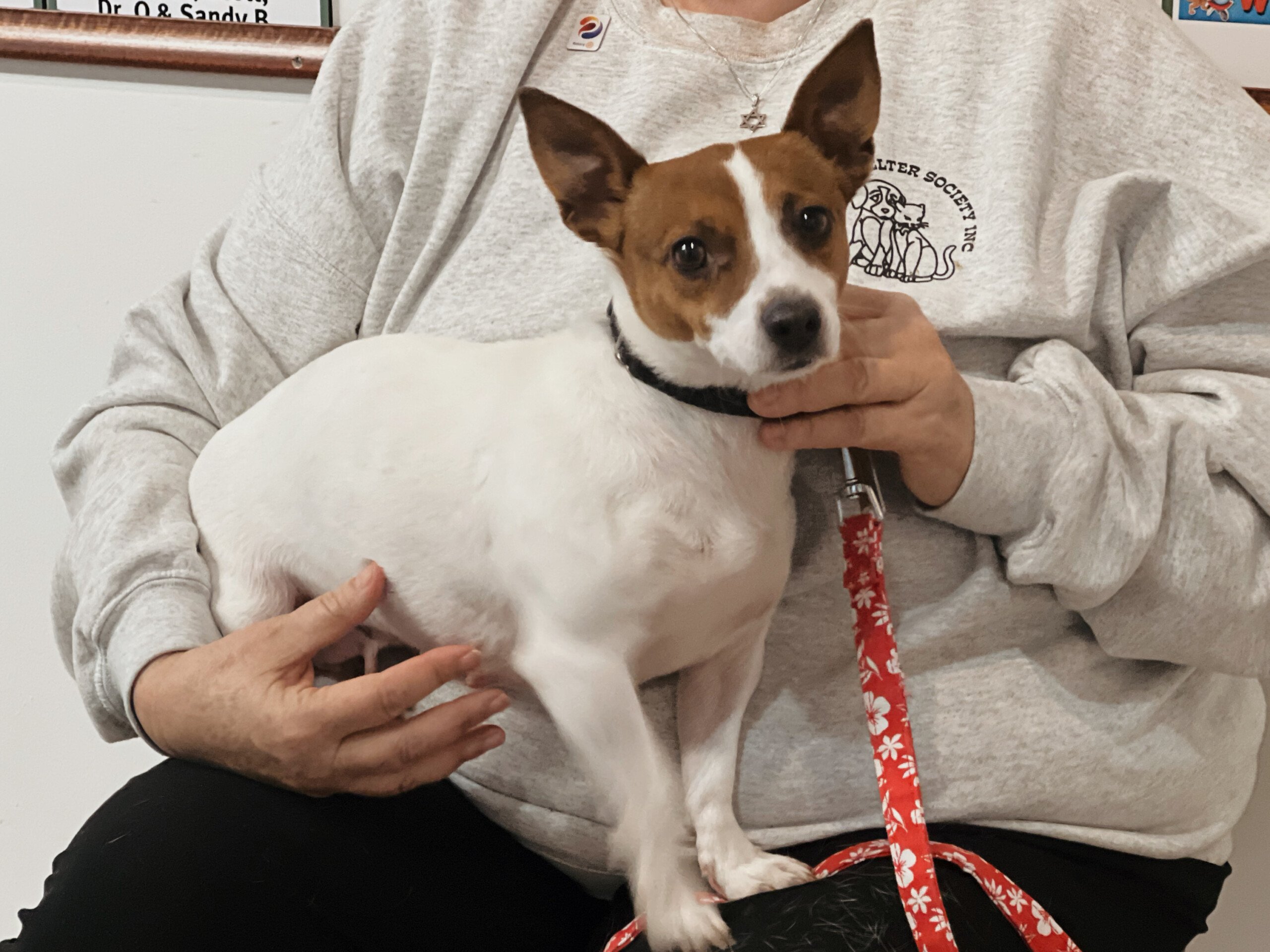 Meet Molly: This Weeks Pet of The Week – WHIZ Meet Molly: This Weeks Pet of The Week – WHIZ