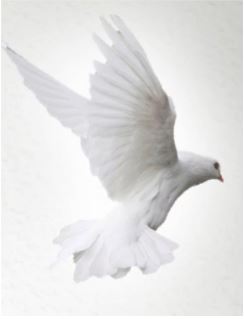 Dove Flying