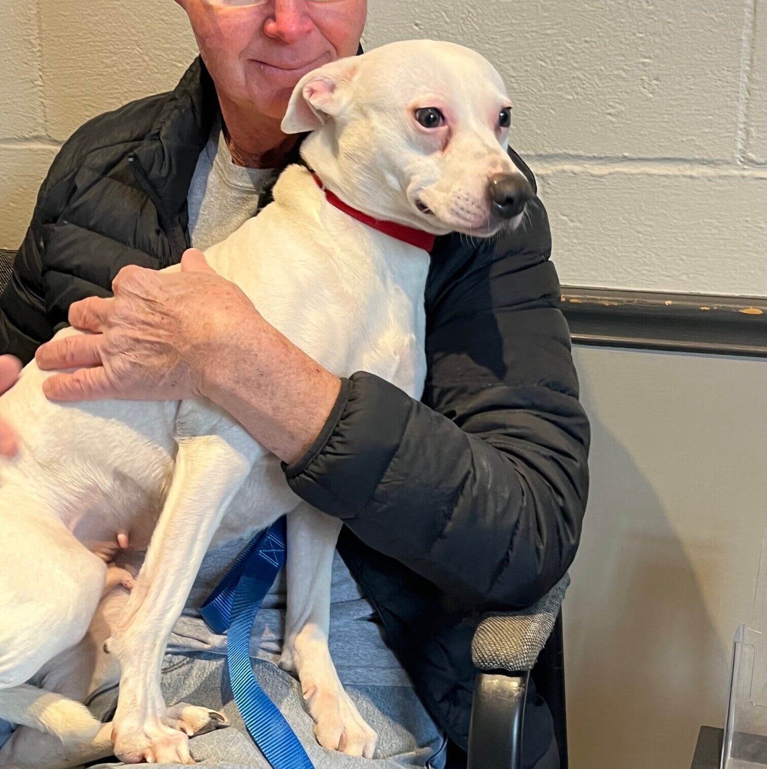 Meet this Week's Dog of the Week: Stella Sue - WHIZ - Fox 5 / Marquee ...