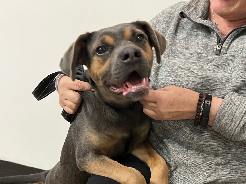 Stream Pet Of The Week