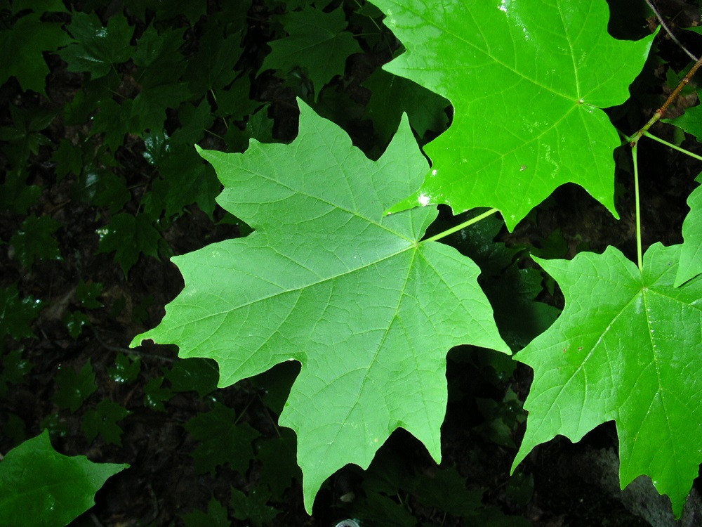 Sugar Maple