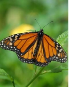 Butterfly Orange