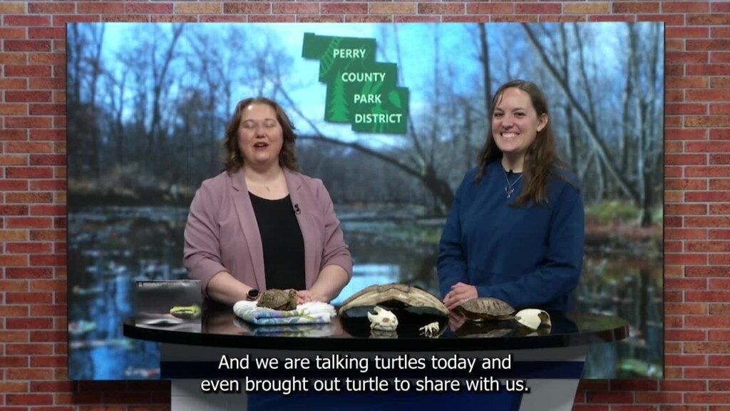 Parks District Turtles
