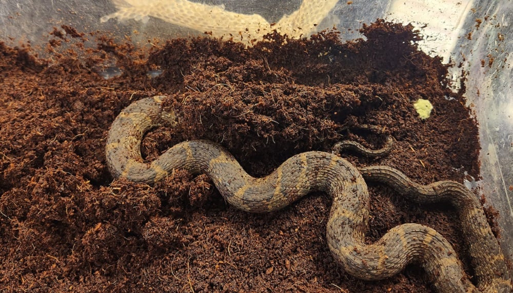 Snakes