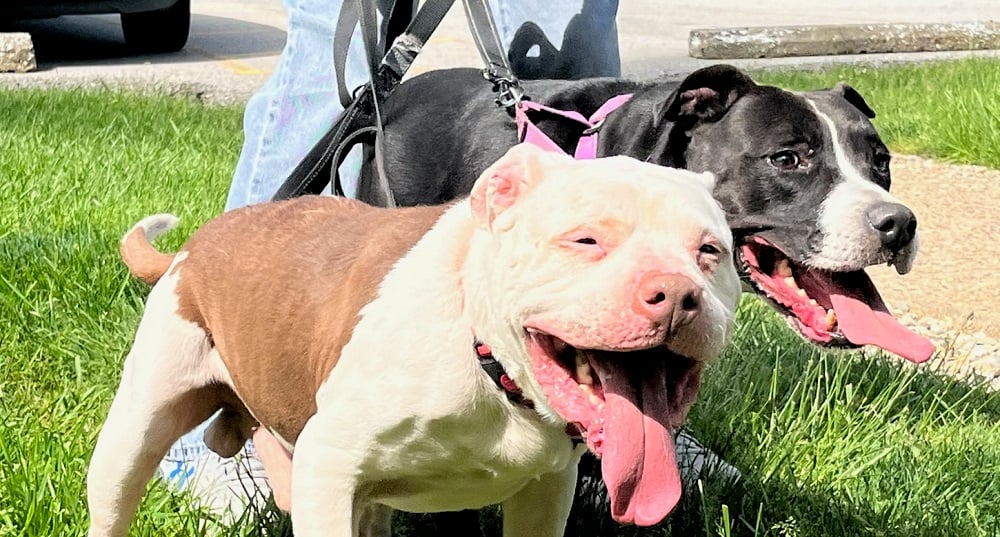 Diesel And Baby Girl