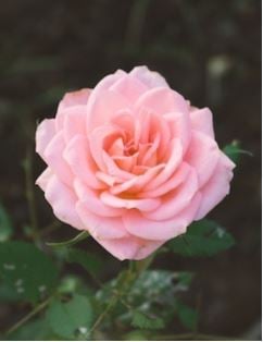 Pink Rose