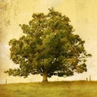 Tree Pic
