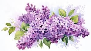 Image 5 Lilac Bush