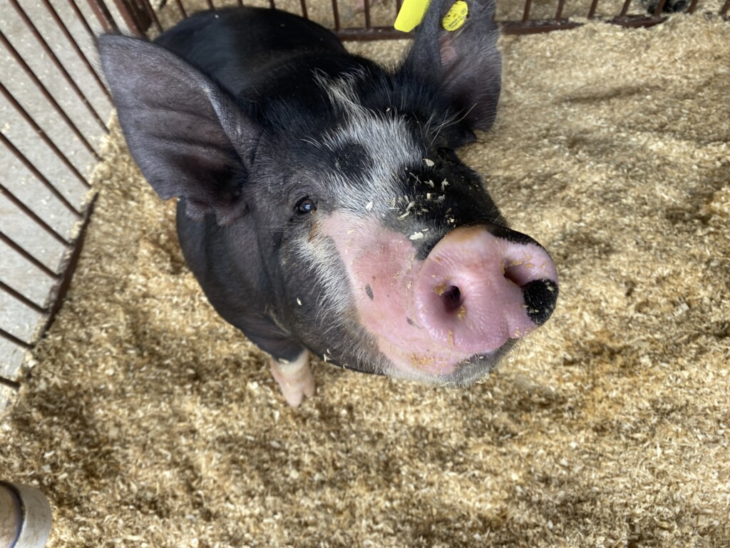 Piggy