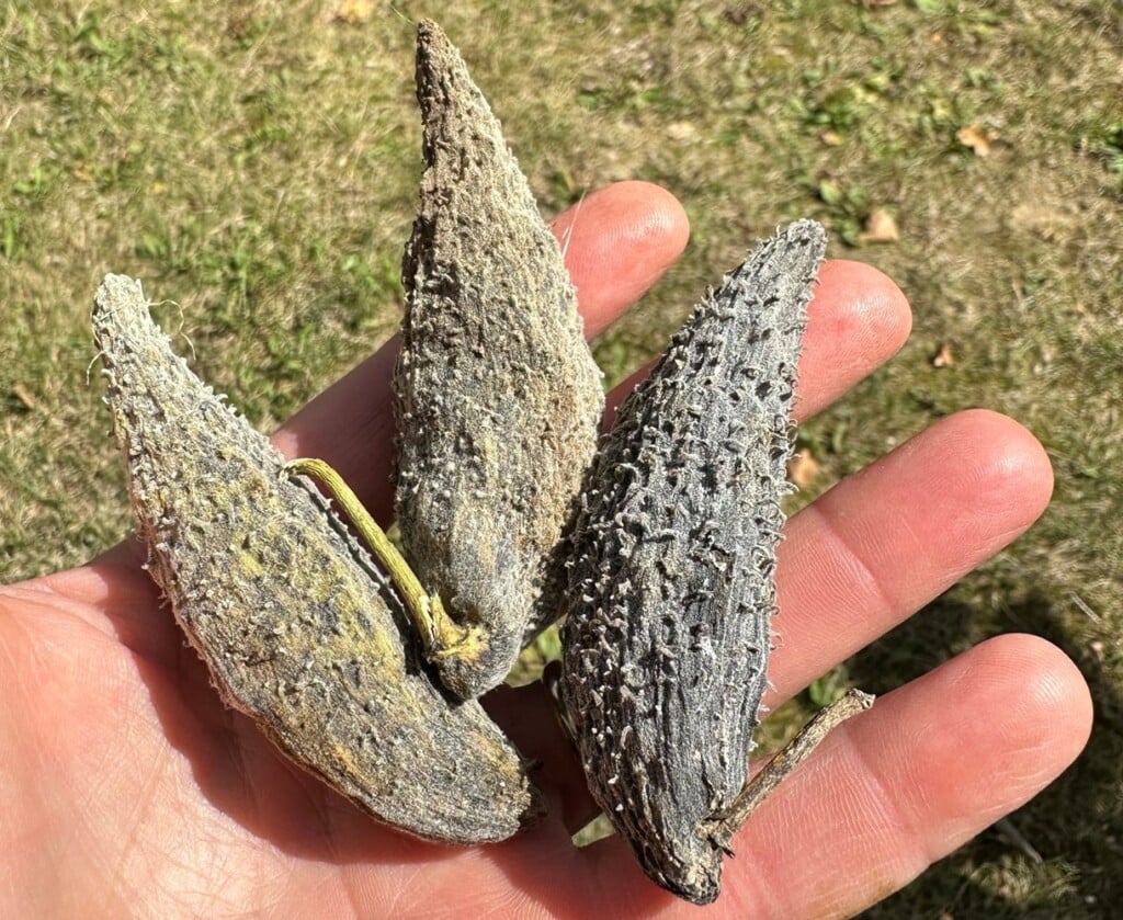 Milkweed Good