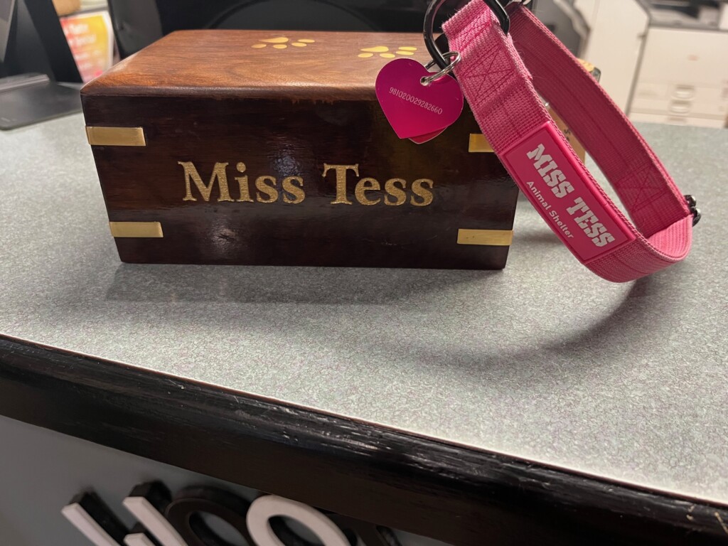 Miss Tesss Ashes