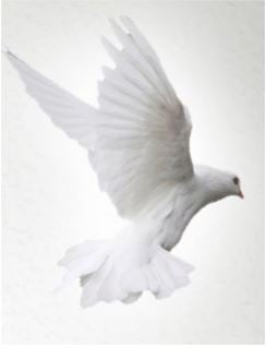 Dove Flying