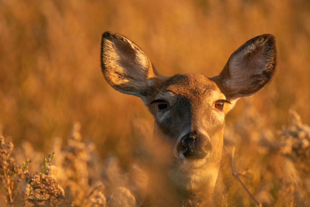 Deer Picture