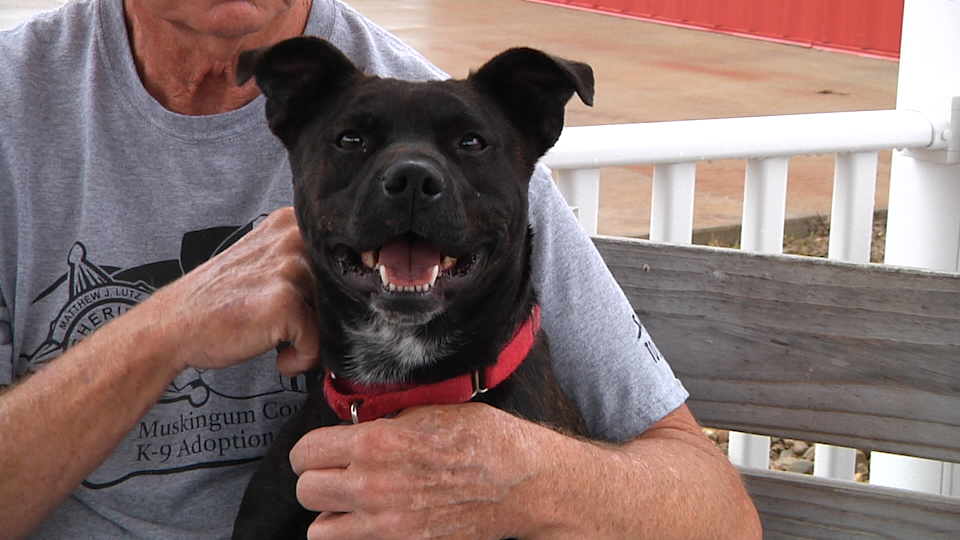 Leia Dog Of The Week