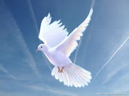 Dove