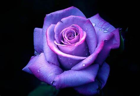 Purple Rose