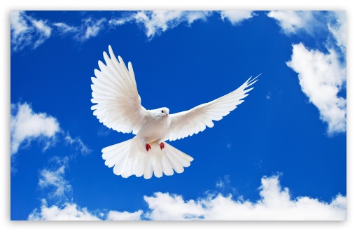 Dove Hd