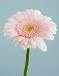 Pink Flower