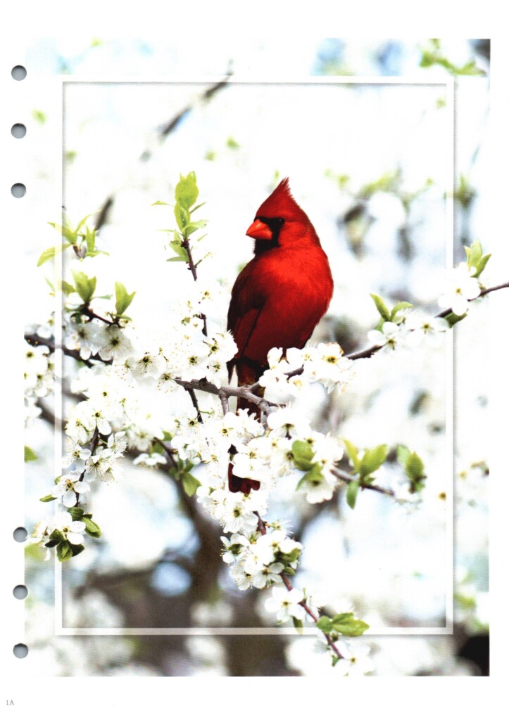 Cardinal Pic 000