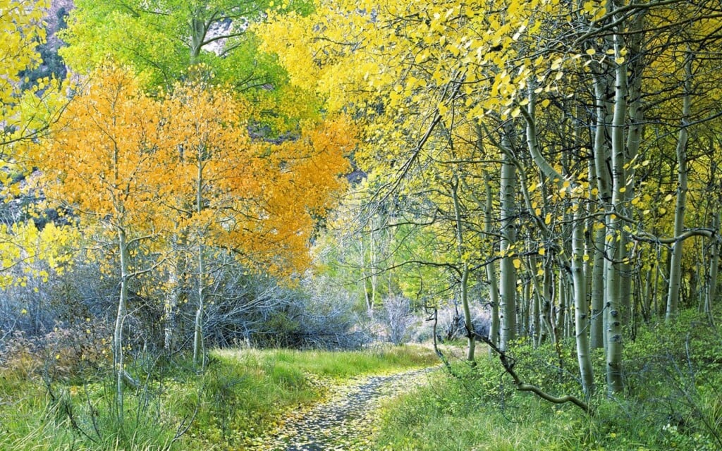 Fall Forest Path