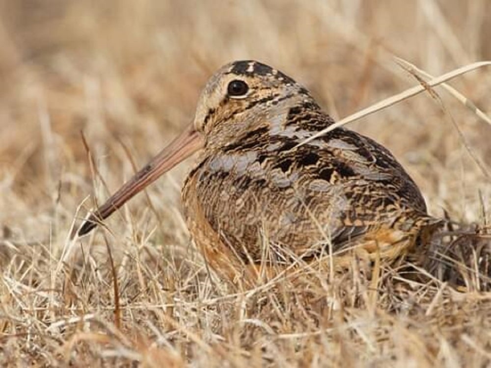 Woodcock