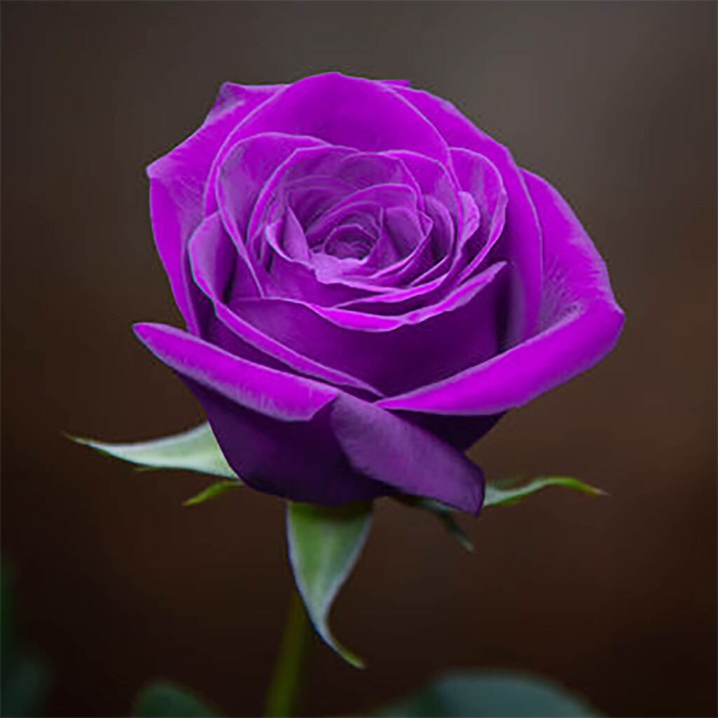 Purple Rose1